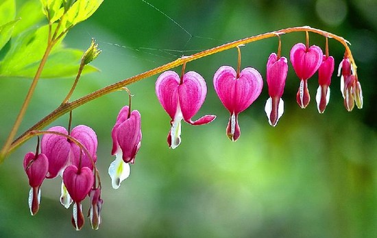 Bleeding-Heart flowers